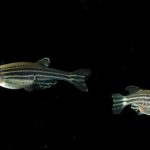 Study: Mixing energy drinks with alcohol could enhance the negative effects of binge drinking — (Details)