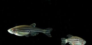 Study: Mixing energy drinks with alcohol could enhance the negative effects of binge drinking — (Details)