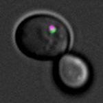 Study: Tiny helpers that clean cells — (Details)