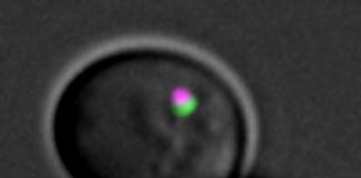 Study: Tiny helpers that clean cells — (Details)