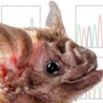 Study: How MERS Coronavirus evolves to infect different species — (Details)