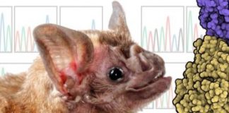 Study: How MERS Coronavirus evolves to infect different species — (Details)