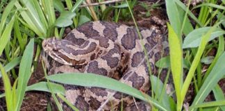 Research: Snake fungal disease alters skin microbiome in eastern Massasaugas —