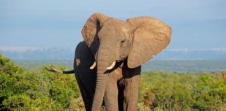 Research: Dead gene reborn helps destroy cells with damaged DNA —