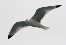 Research: Arctic seabird populations respond to climate change —