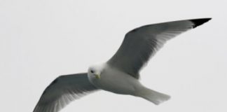 Research: Arctic seabird populations respond to climate change —