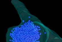 Research: Protein droplets keep neurons at the ready and immune system in balance —