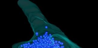 Research: Protein droplets keep neurons at the ready and immune system in balance —