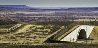 Research: Pronghorn responses to wildlife road-crossing structures and fencing can inform similar solutions for other migratory wildlife threatened by vehicle collisions —