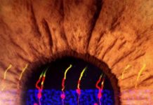 Research: New technique generates rod photoreceptors that integrate into the retina and brain —