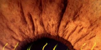 Research: New technique generates rod photoreceptors that integrate into the retina and brain —