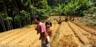 Research: Forest conservation is a powerful tool to improve nutrition in developing nations —