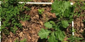 Research: Frequent fires make droughts harder for young trees, even in wet eastern forests —