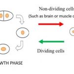 Study: The secret behind cell revival revealed — (Details)