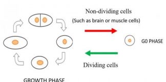 Study: The secret behind cell revival revealed — (Details)