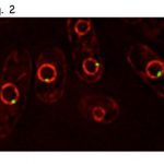 Study: Key mechanism of DNA replication discovered — (Details)