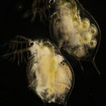 Study: Parasites that incubate at higher temperatures cause stronger infections in future hosts, creating a climate ‘echo effect’ across generations of pathogens — (Details)