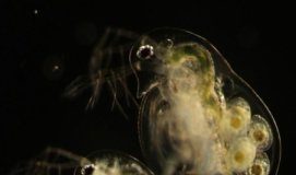 Study: Parasites that incubate at higher temperatures cause stronger infections in future hosts, creating a climate ‘echo effect’ across generations of pathogens — (Details)