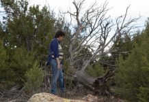 Research: The numbers of birds and bird species are declining in an area where research predicts major loss of pine forests —