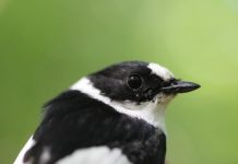 Research: There is not one kind of ‘good sperm’ — it depends on other qualities in the male, bird study shows —