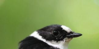 Research: There is not one kind of ‘good sperm’ — it depends on other qualities in the male, bird study shows —