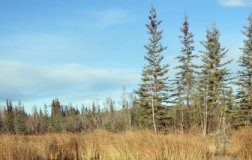 Research: ‘Abrupt thaw’ of permafrost beneath lakes could significantly affect climate change models —
