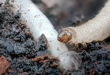 Research: The struggle for iron determines the fate of maize and its most damaging insect pest, the Western corn rootworm —