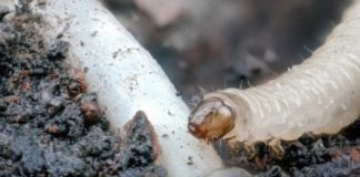 Research: The struggle for iron determines the fate of maize and its most damaging insect pest, the Western corn rootworm —