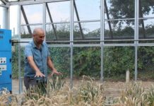 Research: Previously grainy wheat genome comes into focus —