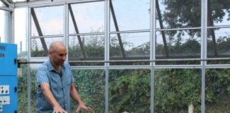 Research: Previously grainy wheat genome comes into focus —