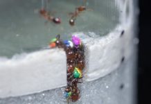 Research: Thirty percent of the ant workers do 70 percent of the work —