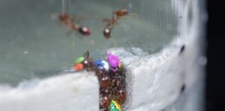 Research: Thirty percent of the ant workers do 70 percent of the work —