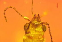 Research: 99-million-year-old beetle trapped in amber served as pollinator to evergreen cycads —
