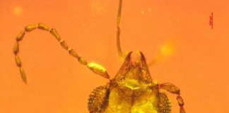 Research: 99-million-year-old beetle trapped in amber served as pollinator to evergreen cycads —