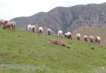 Research: Tibetan sheep highly susceptible to human plague, originates from marmots —