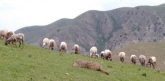 Research: Tibetan sheep highly susceptible to human plague, originates from marmots —