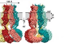 Research: Closer look at a mysterious protein —