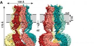Research: Closer look at a mysterious protein —
