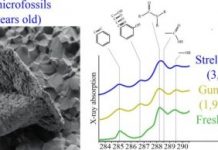 Research: Microfossils, possibly world’s oldest, had biological characteristics —