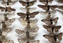 Research: Study confirms truth behind ‘Darwin’s moth’ —