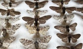 Research: Study confirms truth behind ‘Darwin’s moth’ —