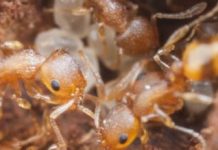 Research: Biologists study swift evolutionary changes in city vs. country ants — and what it might mean for other species as climate warms —