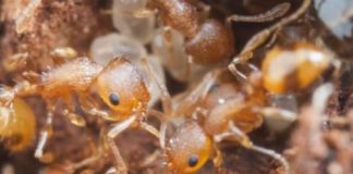Research: Biologists study swift evolutionary changes in city vs. country ants — and what it might mean for other species as climate warms —
