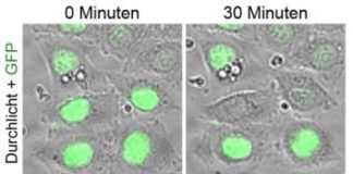Study: A novel synthetic antibody enables conditional ‘protein knockdown’ in vertebrates — (Details)