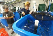 Research: Scientists develop feeds using a marine microalga co-product —