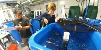 Research: Scientists develop feeds using a marine microalga co-product —