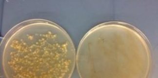 Tech: Weaponizing oxygen to kill infections and disease — (Report)