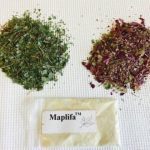 Study: Maple leaf extract could nip skin wrinkles in the bud — (Details)