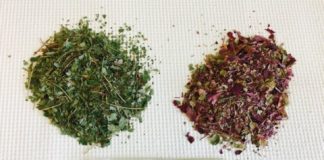 Study: Maple leaf extract could nip skin wrinkles in the bud — (Details)