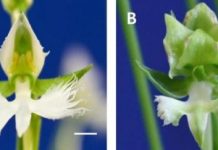Research: Mechanism behind orchid beauty revealed —